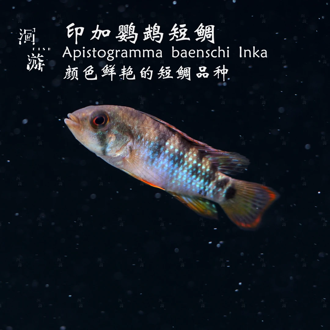 【洄游】印加鹦鹉短鲷 南美热带观赏鱼小鱼混养/定水检疫/满200包邮