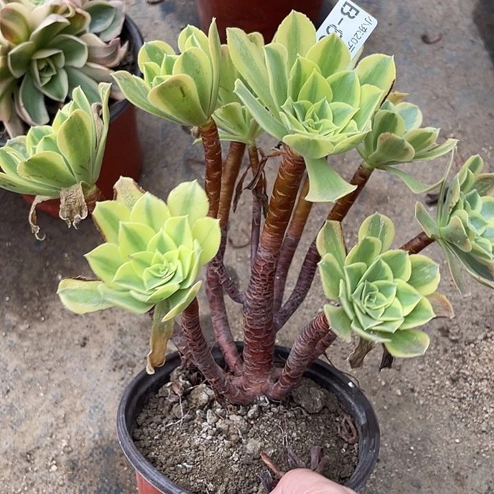 868青檬多肉植物法师