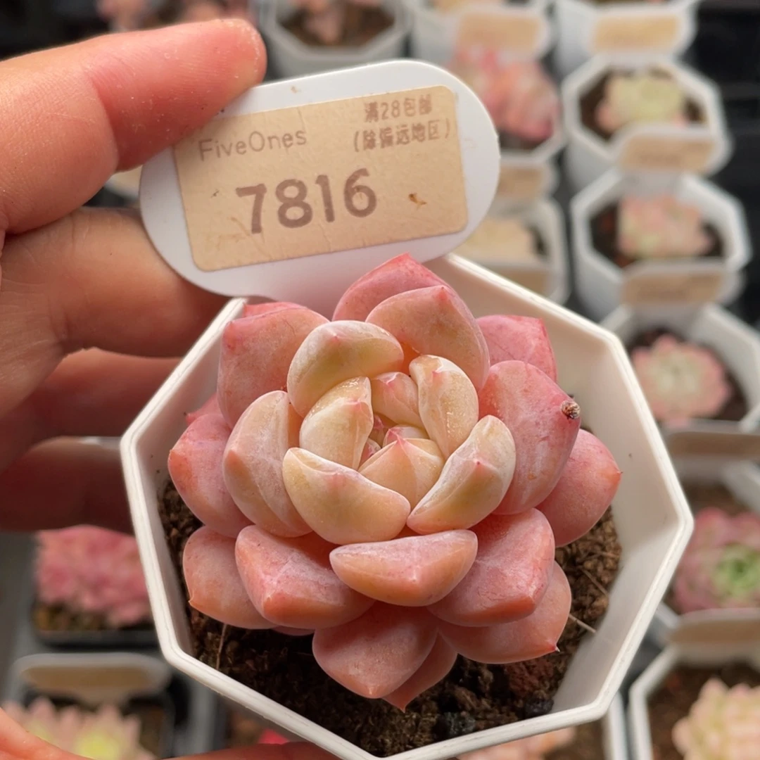 橙橙7816-5.5厘米