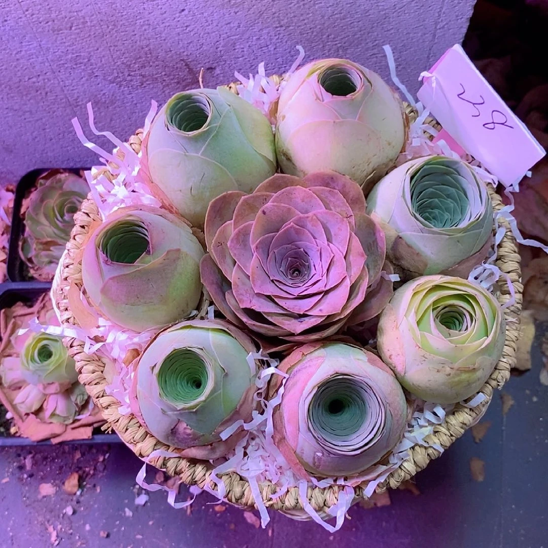 20cm➕大大老zang花篮一物一拍238