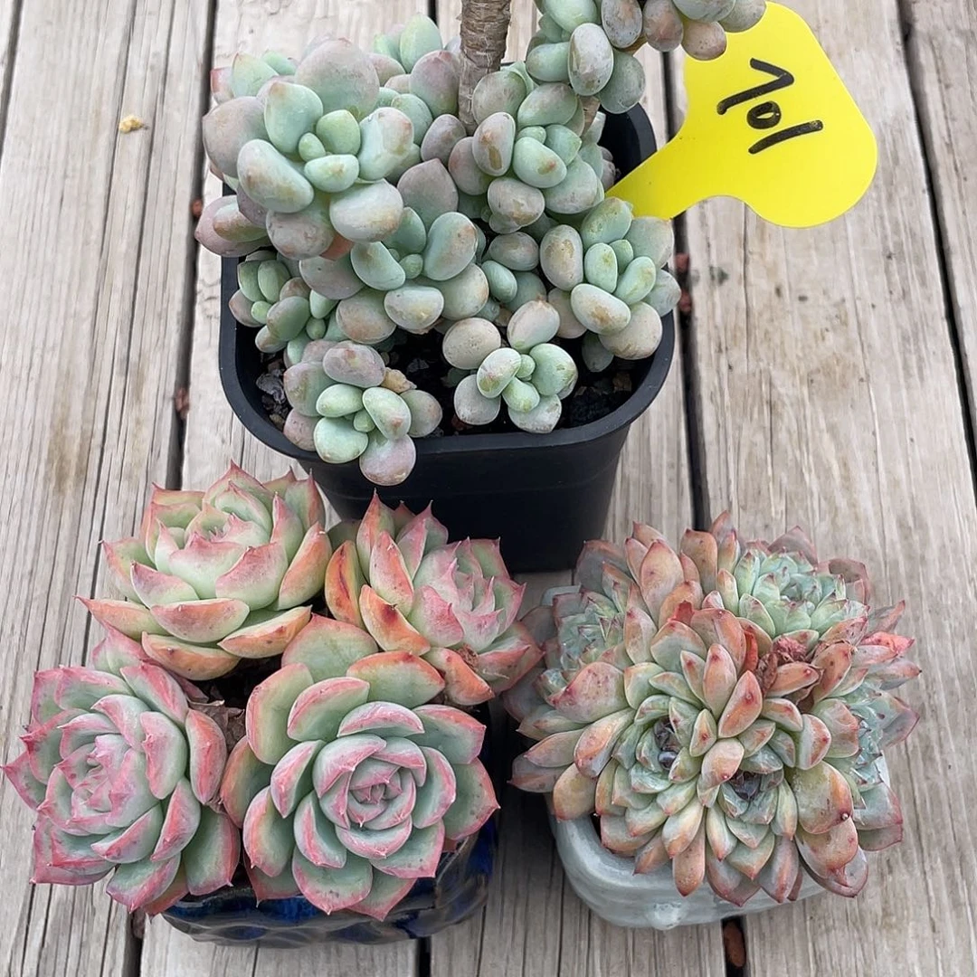 三盆混搭多肉植物701