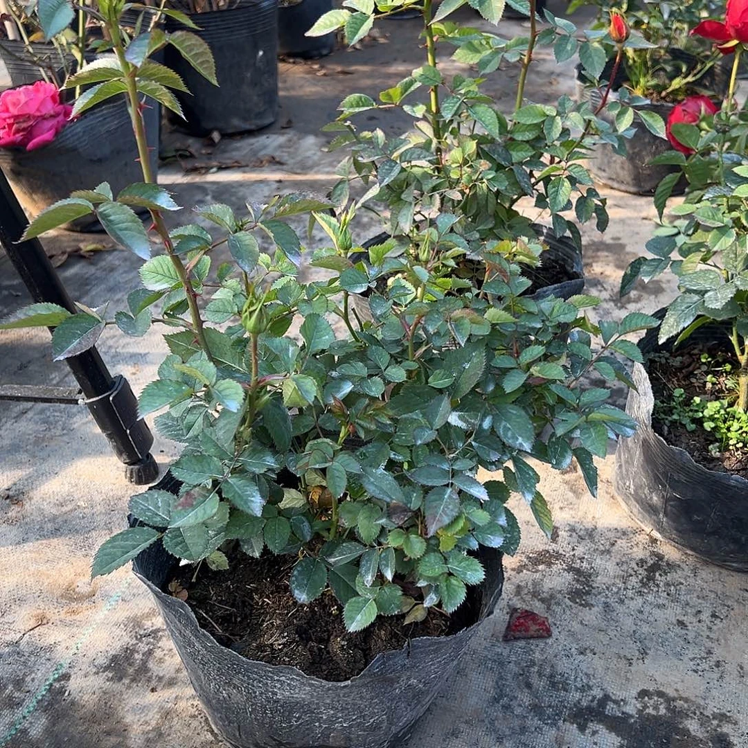 当前无花栽培后可以开花