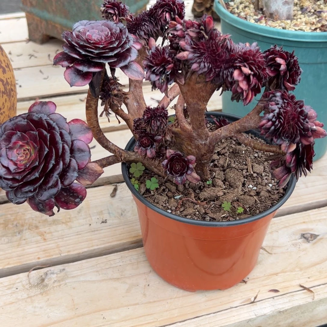 ꧁***꧂美肌缀化老桩朵缀