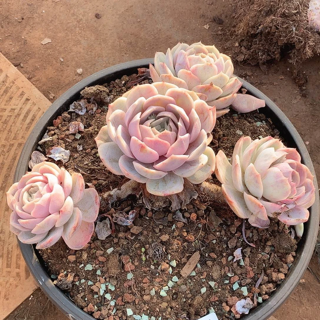 026蓝色惊喜不售后