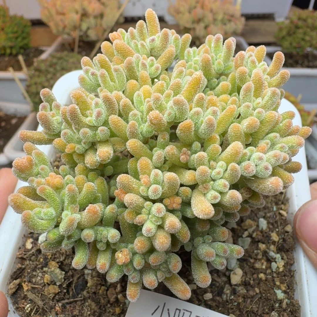 A102冰晶杂一物一拍