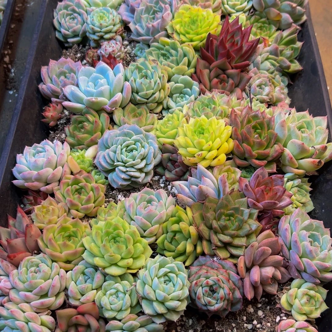 647多肉植物和植物在这里