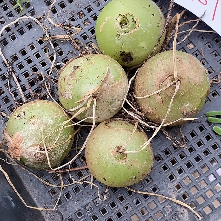 827苍角殿一颗。