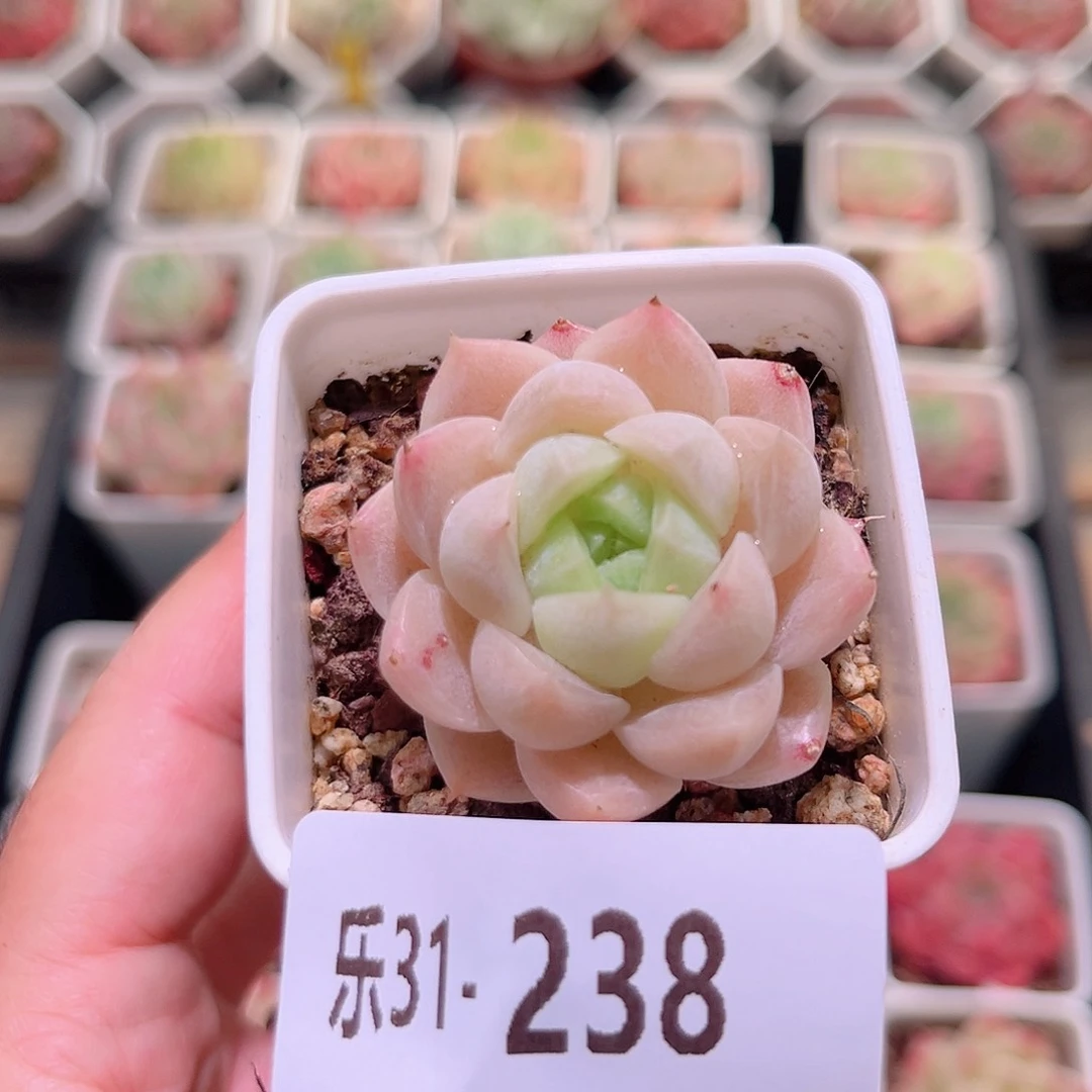 乐然31-238 麦秆单头