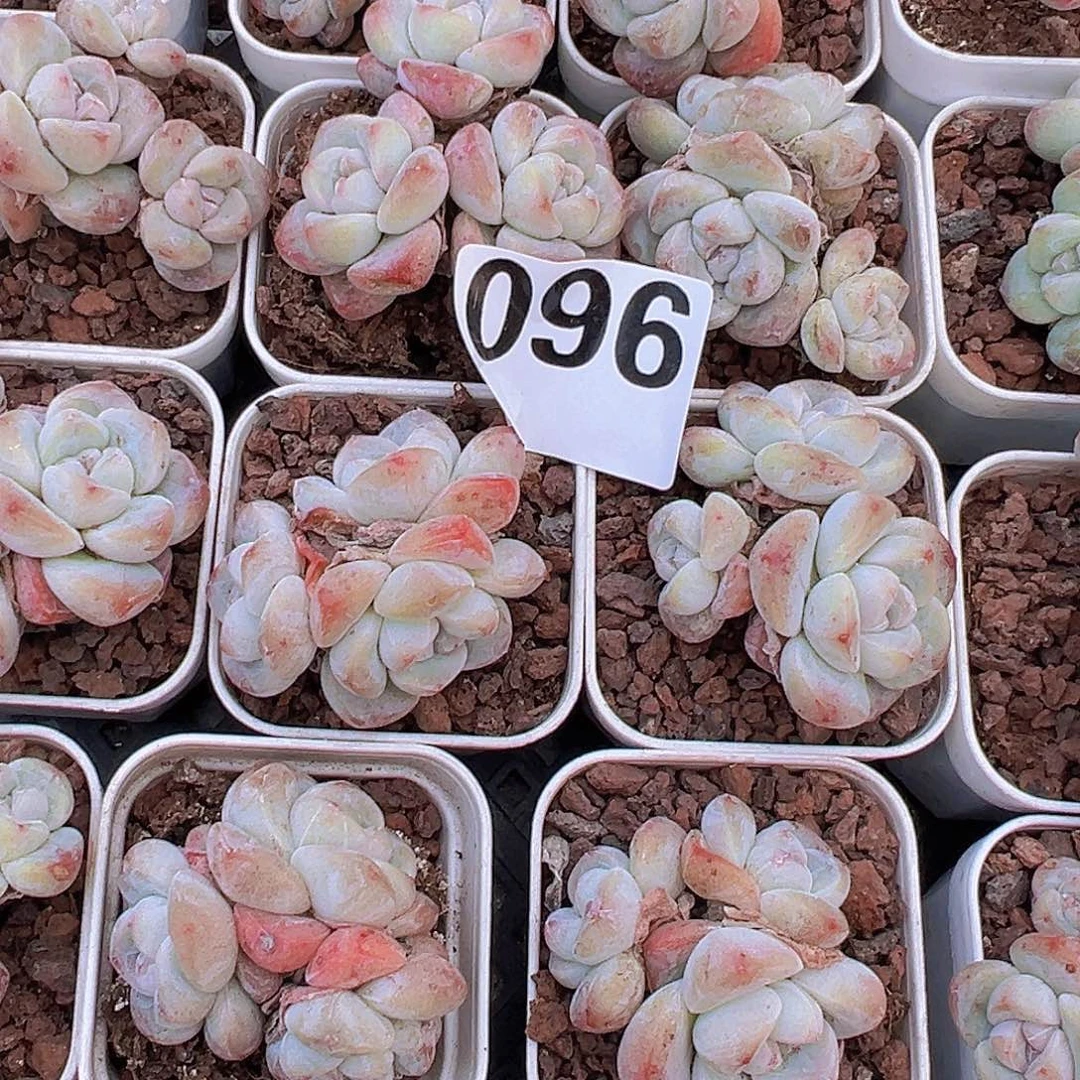 096精品冰玉群2颗多肉