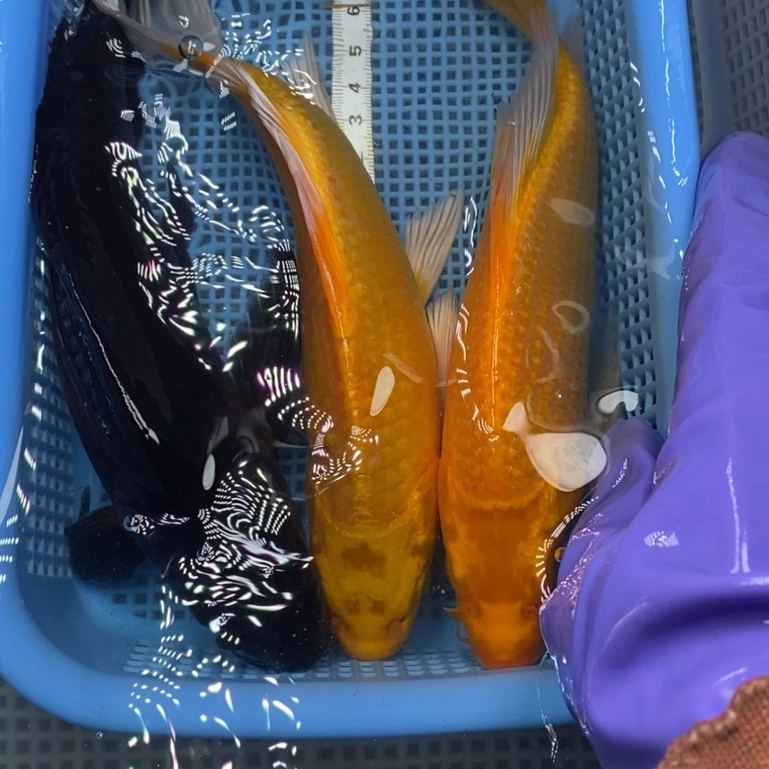 锦鲤冷水锦鲤包邮