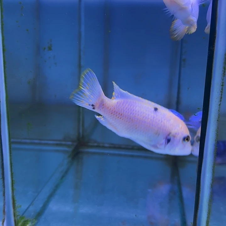 毛***哥海水鱼317号共4条11111