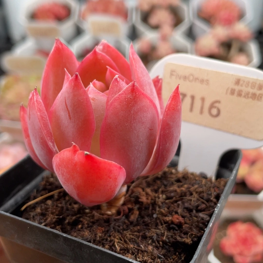 绮罗7116-5.0厘米