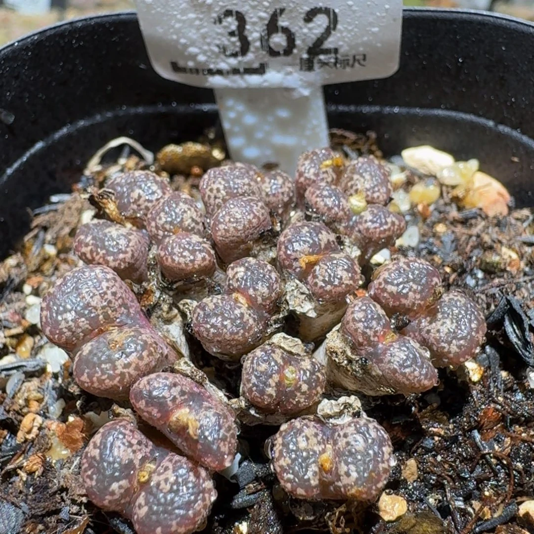 Ssss精品生石花362