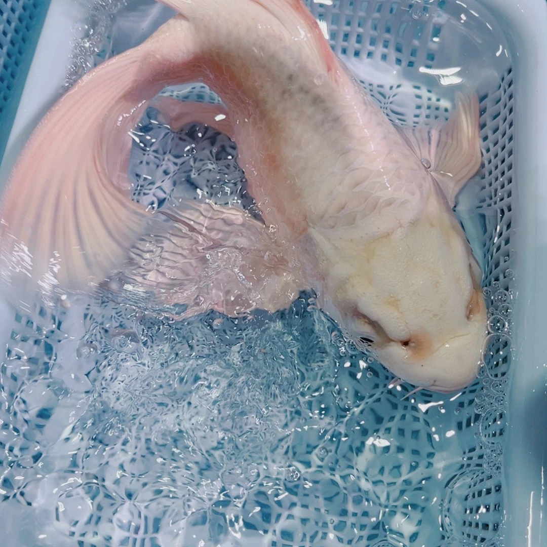 锦鲤锦鲤冷水鱼观赏149