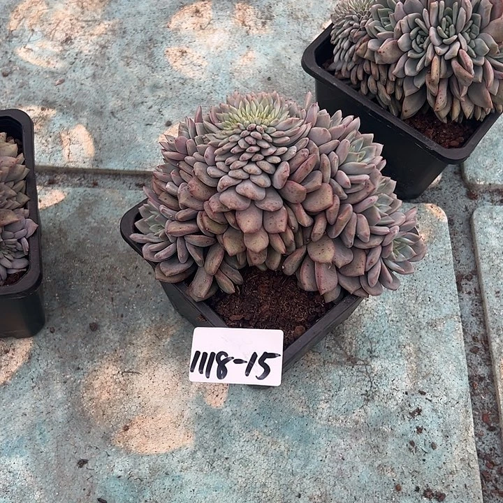 Z***o1118-15爱丽儿缀多肉植物