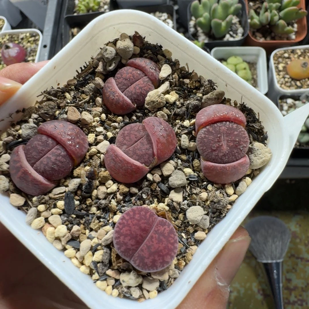 梁*2522。多肉植物。