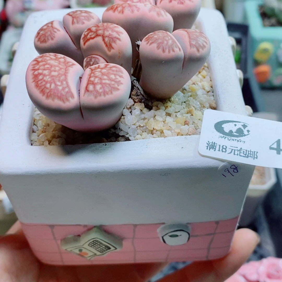生石花花花花花花花446