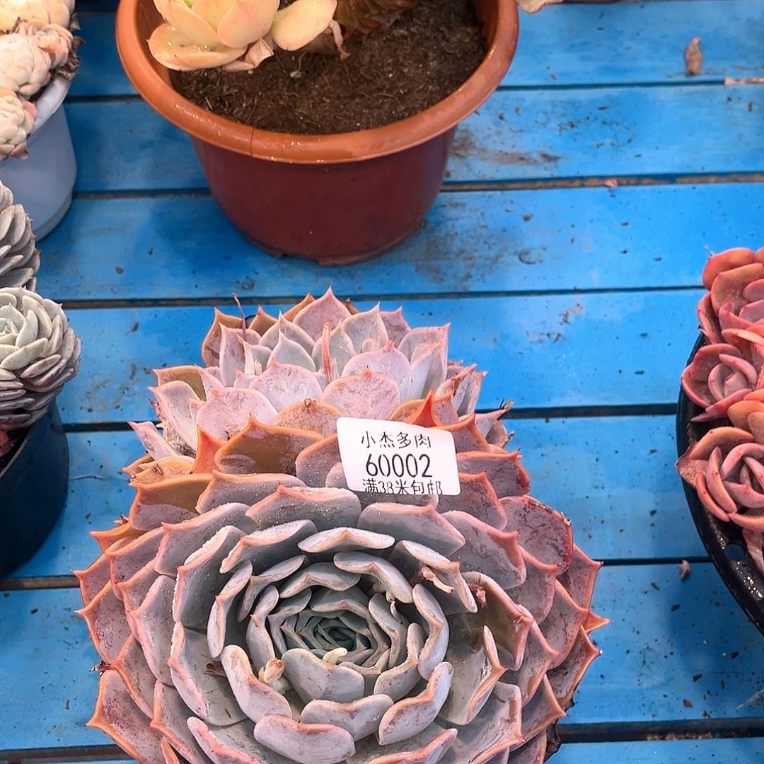 露西娜双头60002