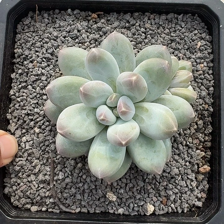 维珍美人  一物一拍