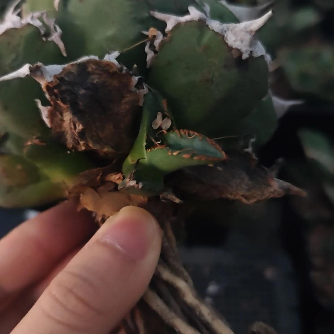 清樱仁王冠龙舌兰小侧芽一颗3CM无根