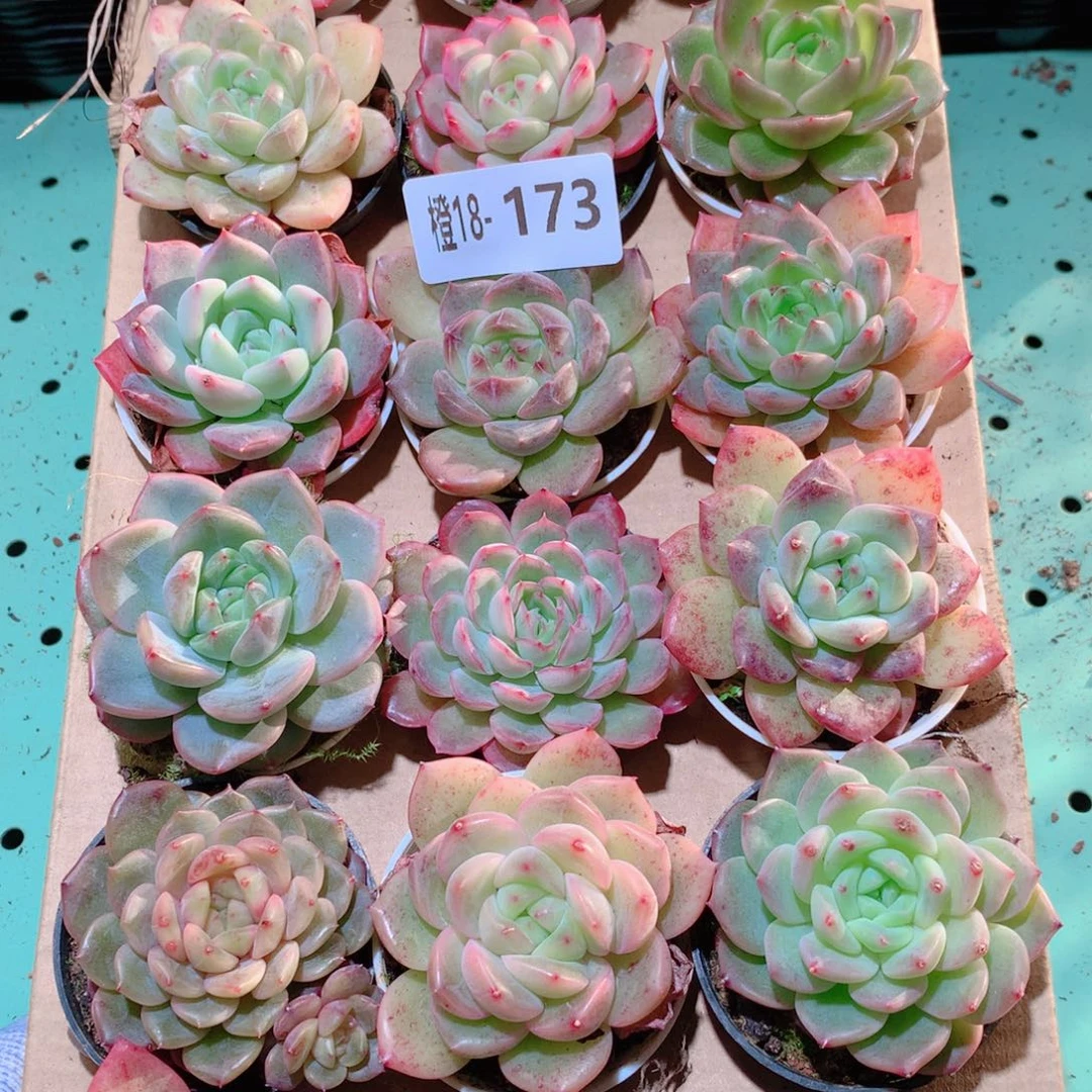 18-173一物一拍多肉带盆18颗