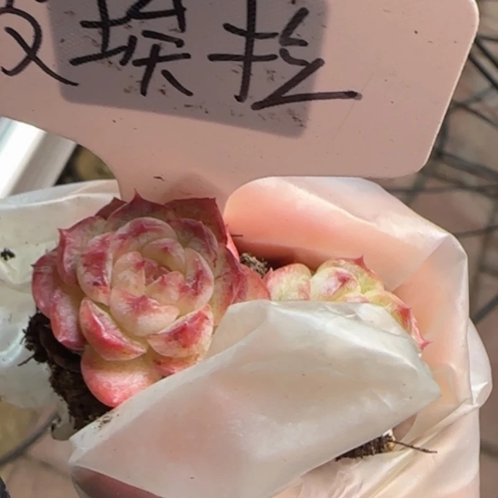 788号    小九珍妮