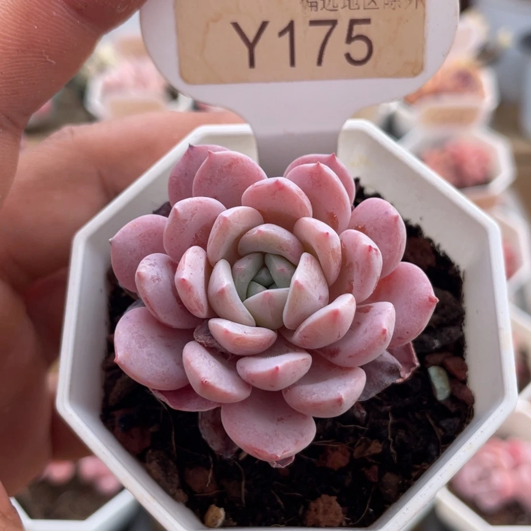 0175维特5.0厘米