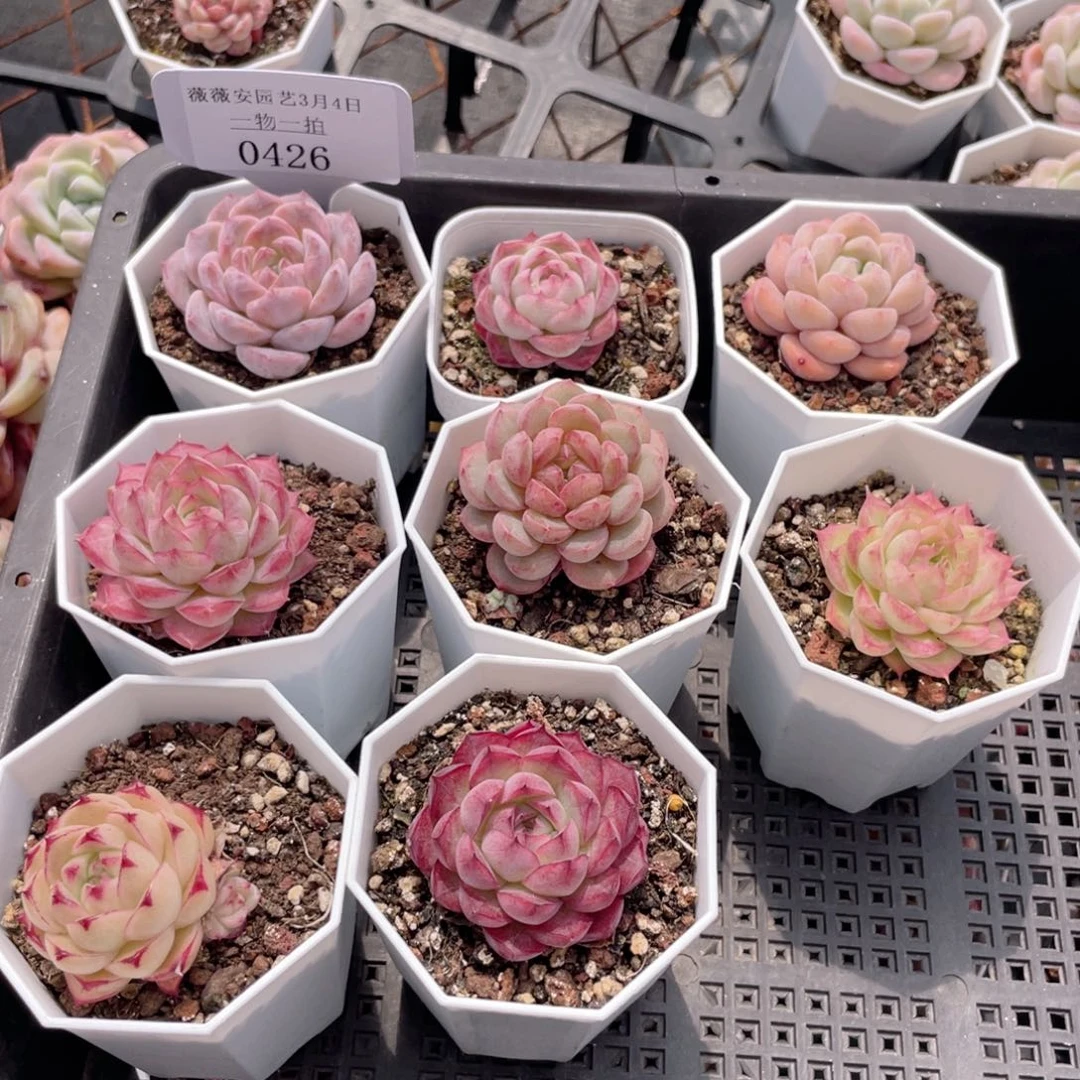 薇薇安园艺多肉0426