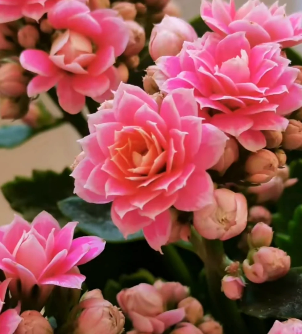 亮颜，110原盆原土