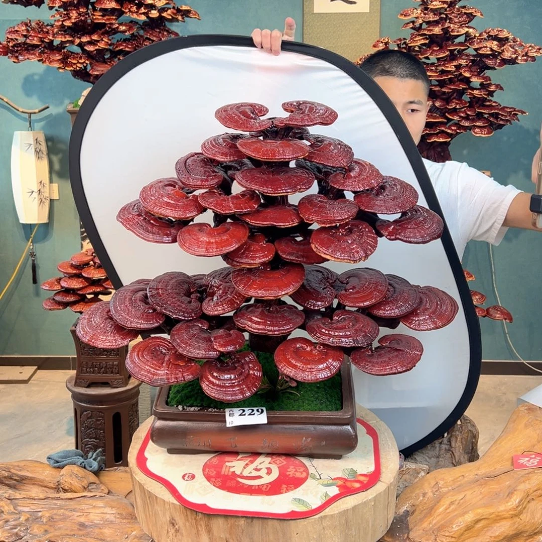 无花朵66666666666