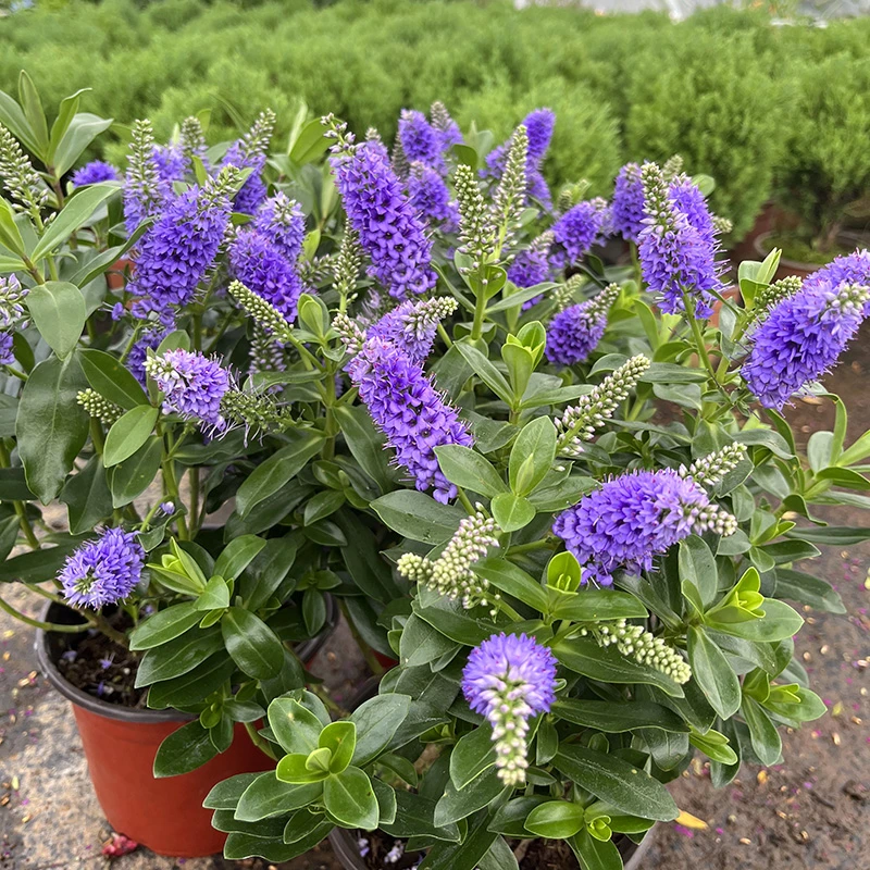 长阶花盆栽(毛茸茸Q萌可爱 花期长)庭院阳台开花植物