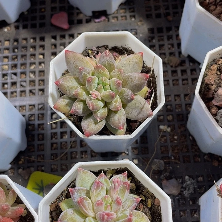 幻影美人带盆土发