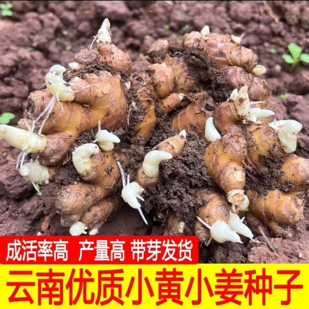 正宗姜种批发云南小黄姜种子农家老姜生姜姜带姜苗姜芽种发芽生姜