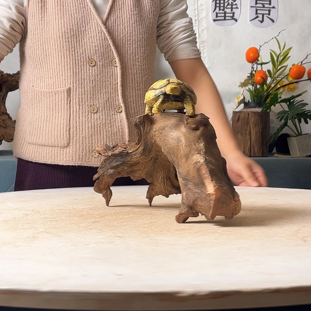 沉木造景寄居蟹造景
