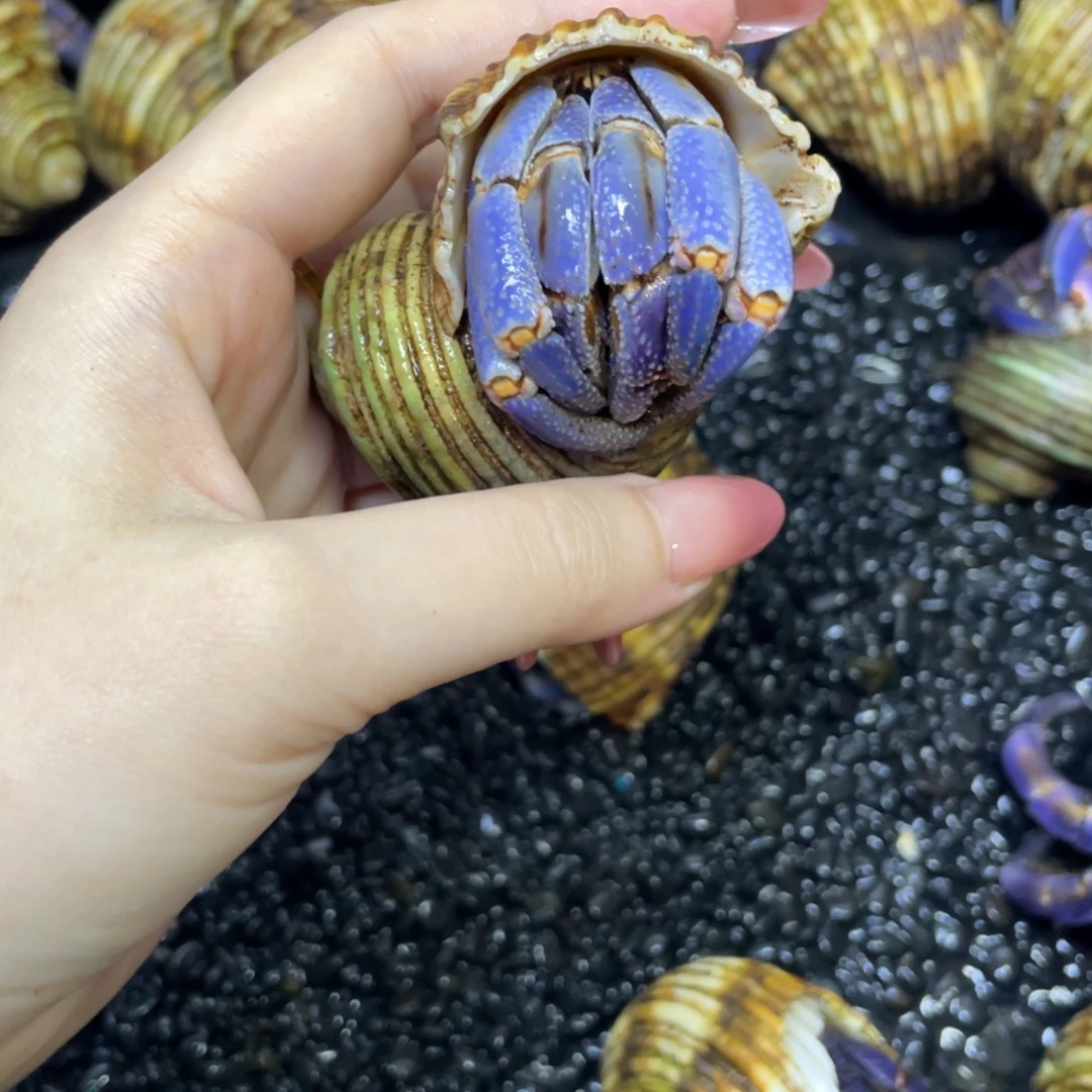 超级天蓝浅色马卡龙治愈色