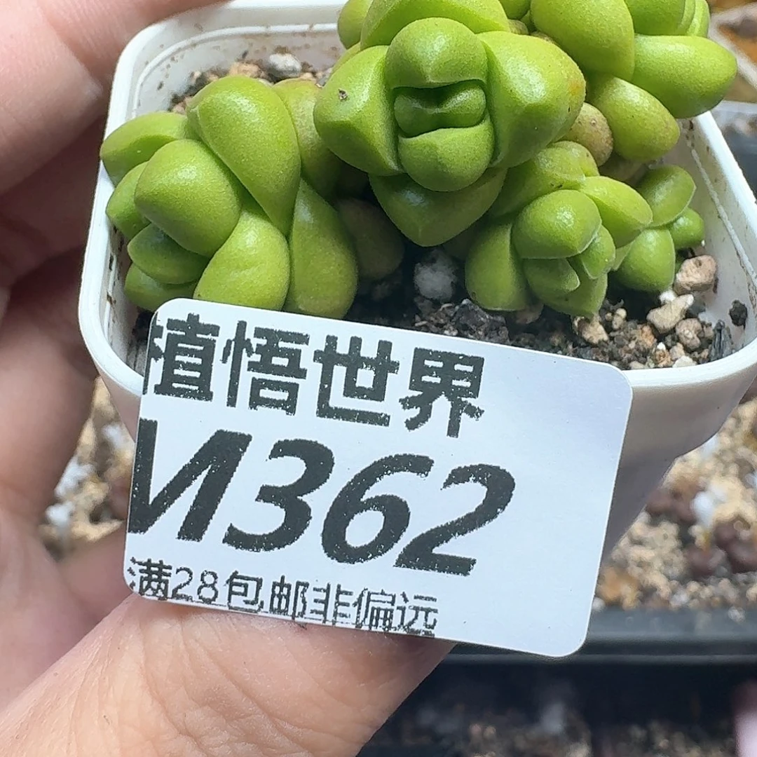 多肉植物的润泽fqf