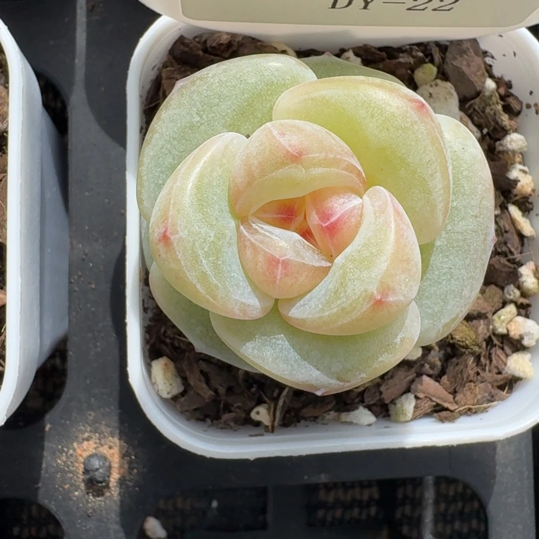 1006-22-小桃红单头