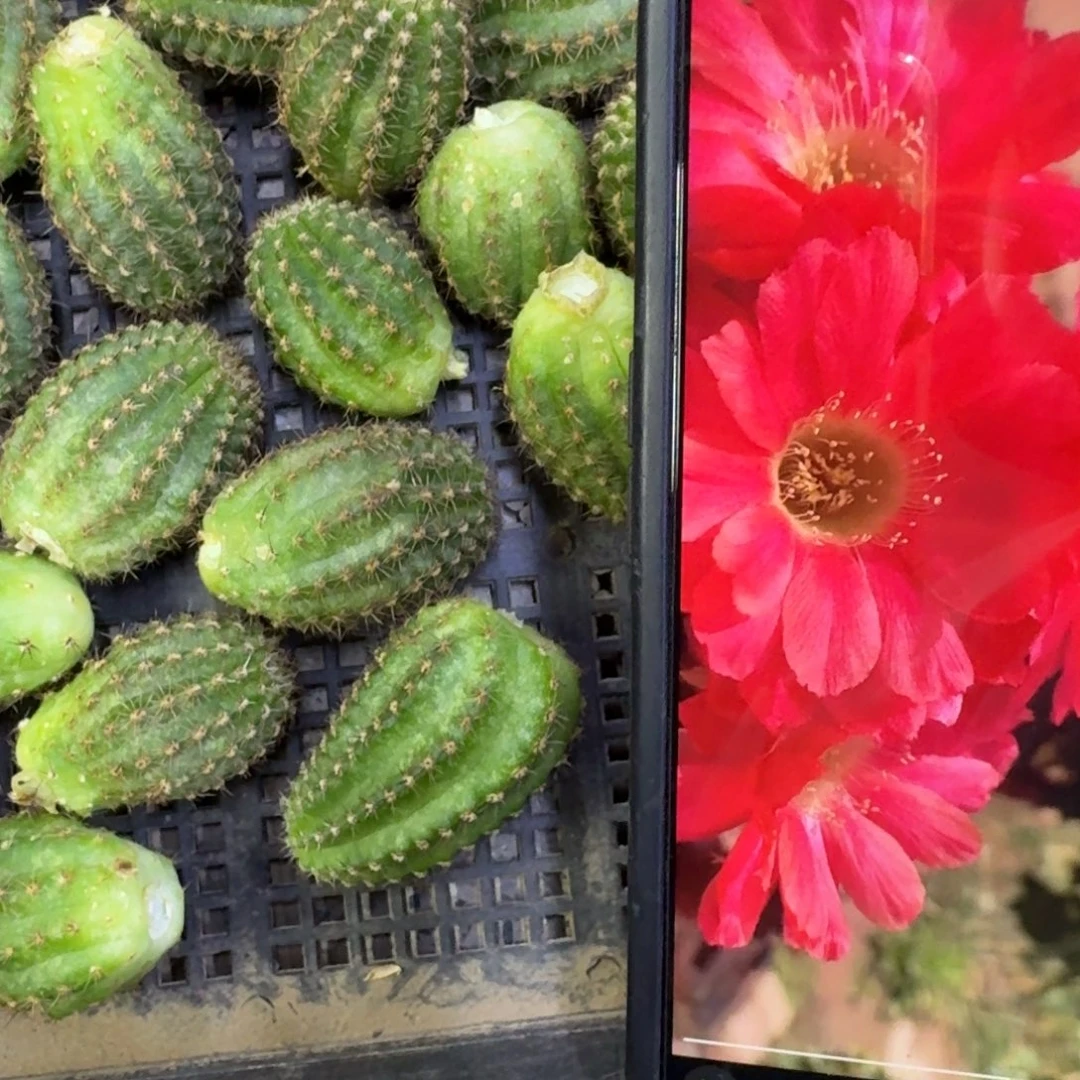 40白檀巴伐利亚日落3个无根侧牙，20包邮