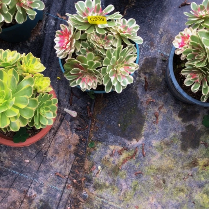 孔雀领多肉93900000000