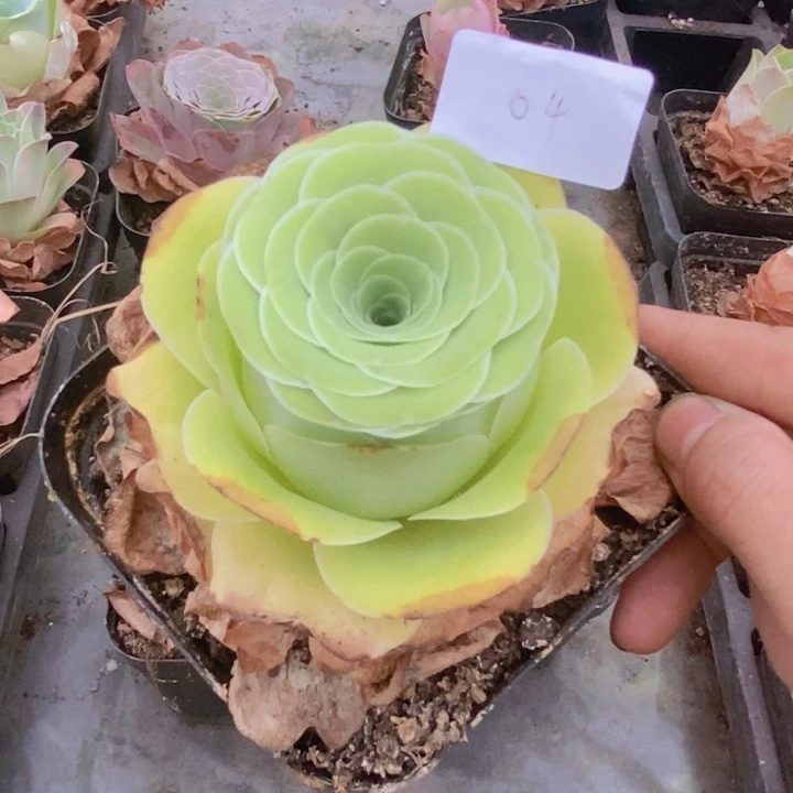 山地玫瑰黄色一颗04