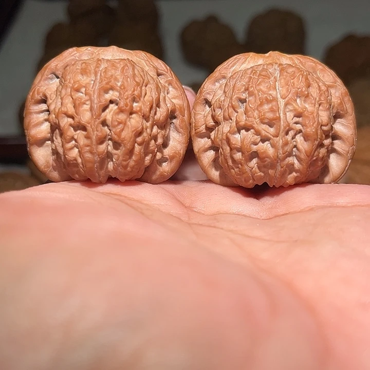 木40平谷血麒麟。