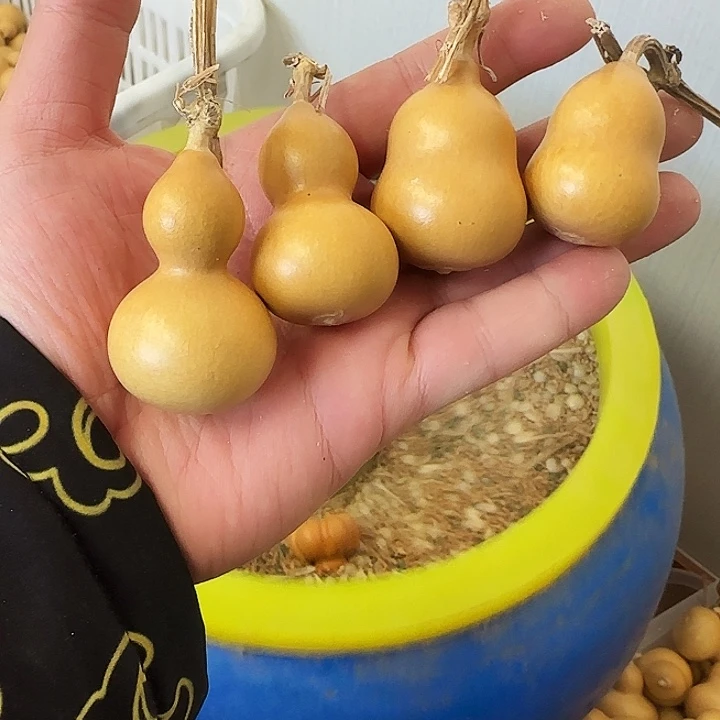 昊阳精品葫芦直播间放漏