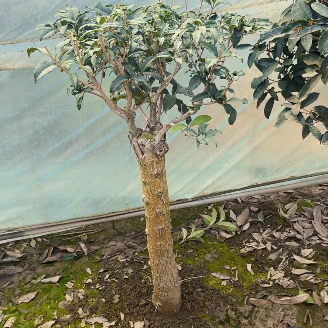 玲***桂花。四季桂系列