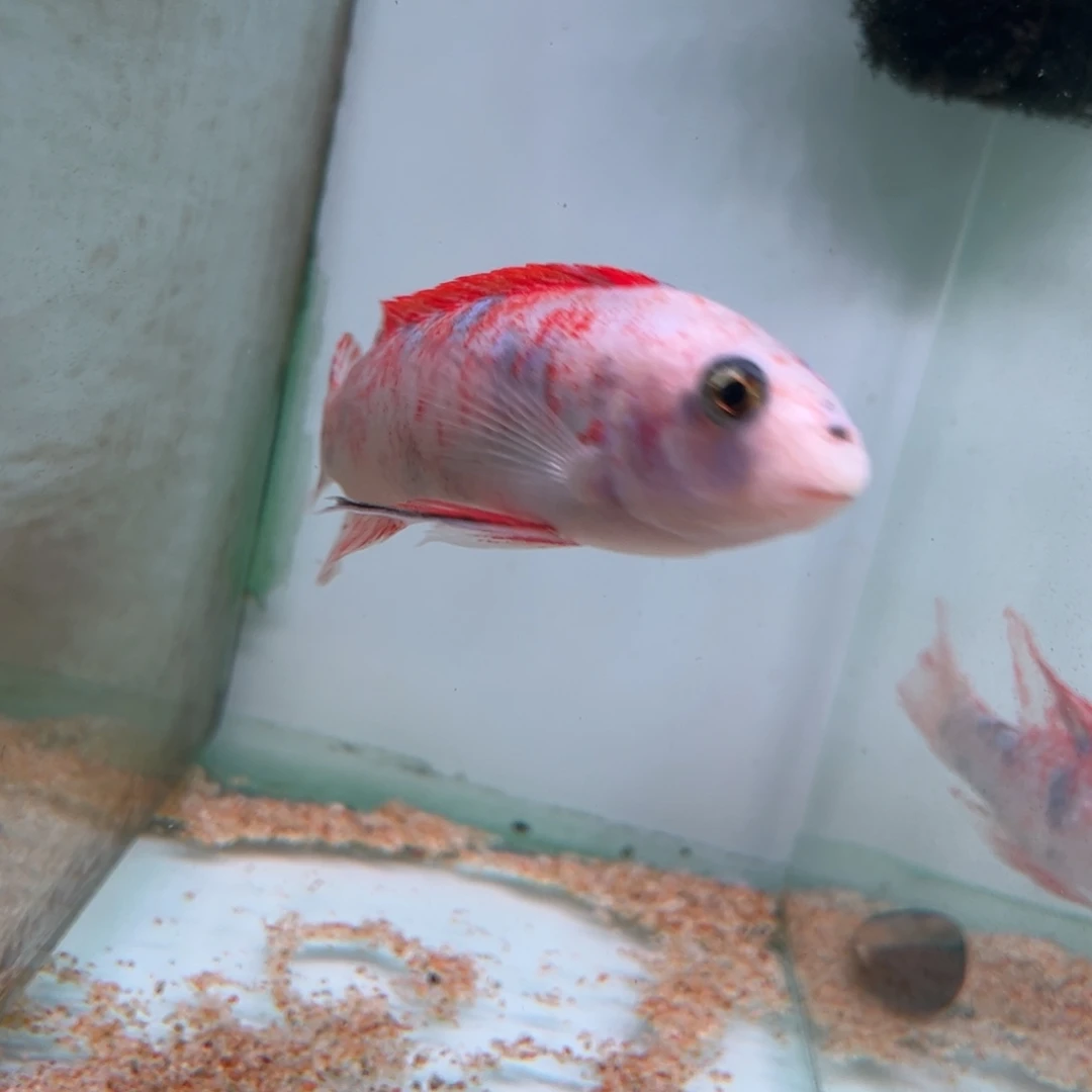 杰***海水鱼3条套餐专拍