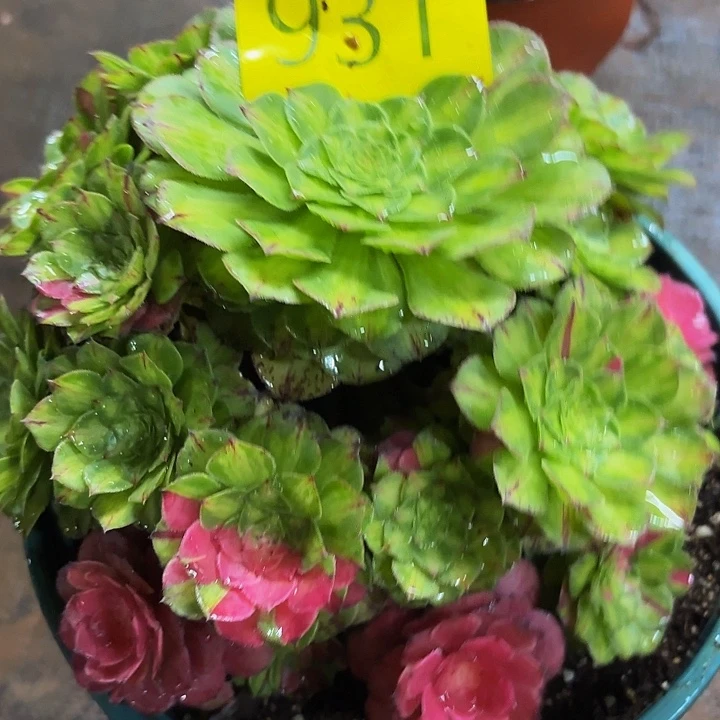 多肉植物福利来931个