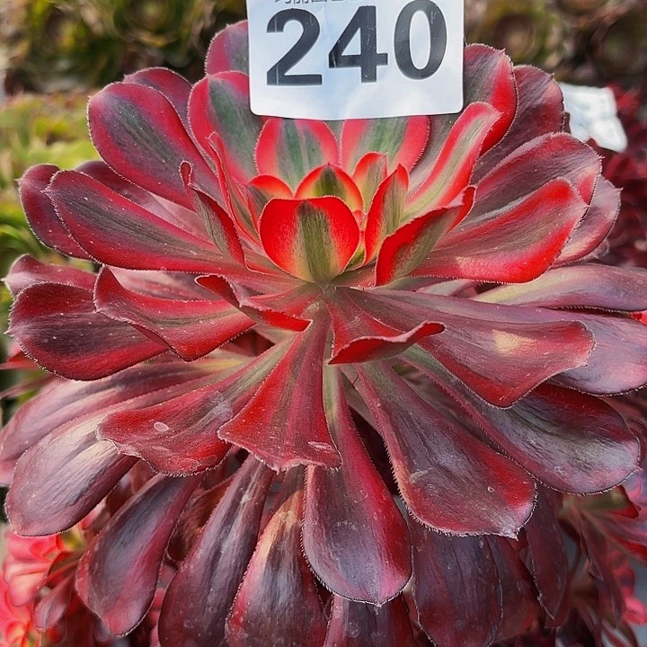 240香奈儿花花2-8