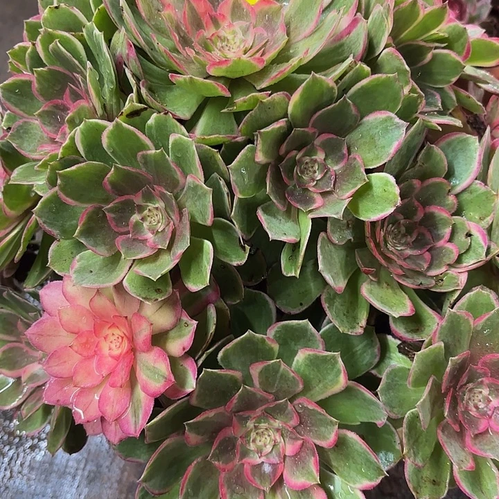 多肉植物福利934个