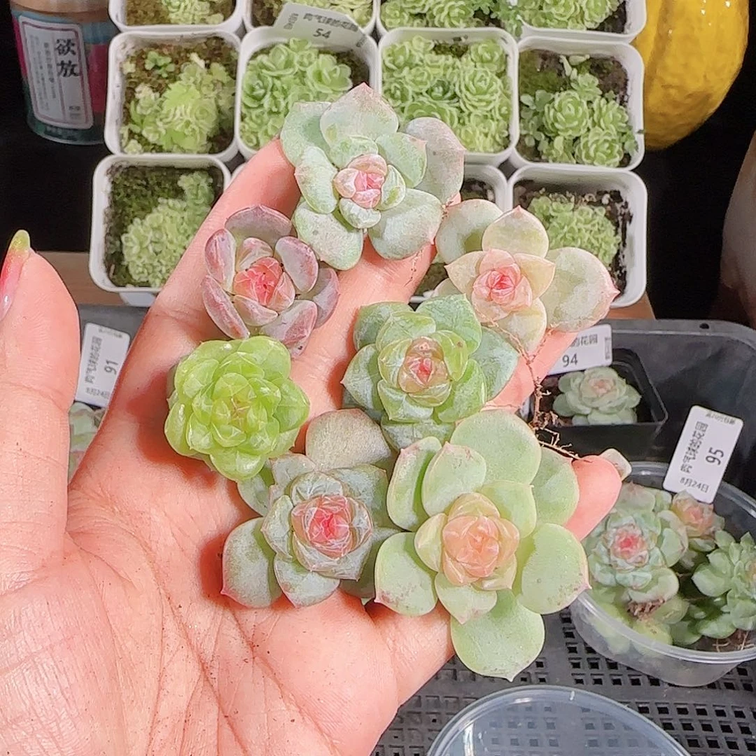 0824---98糖心珍妮
