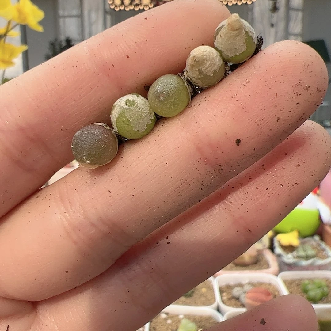 【闪购商品】13 哈默灯泡