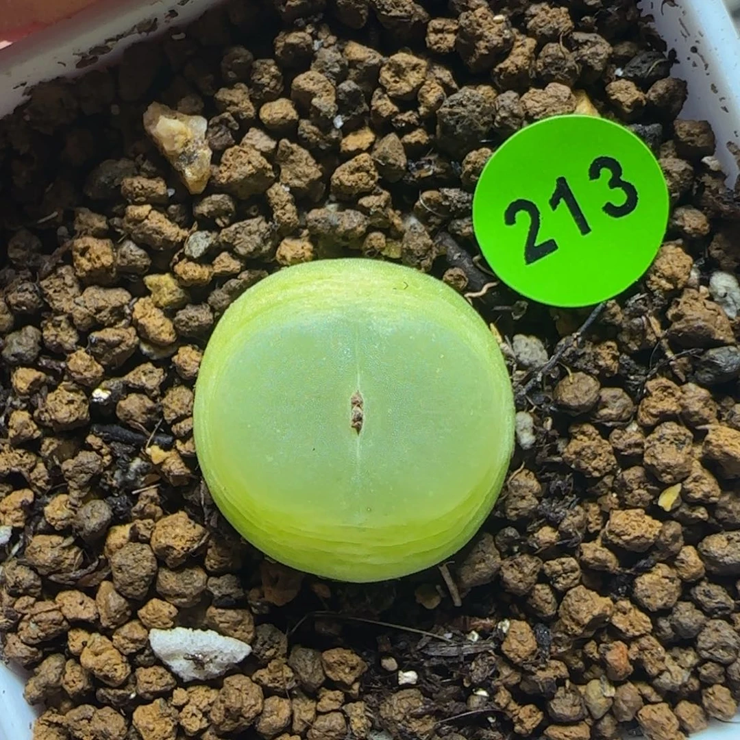 拉登1.7多肉植物213